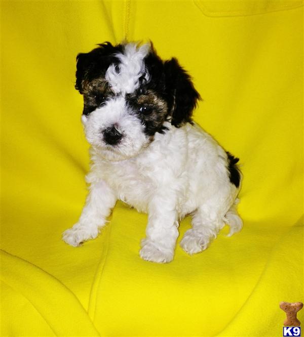 Puppies in CA